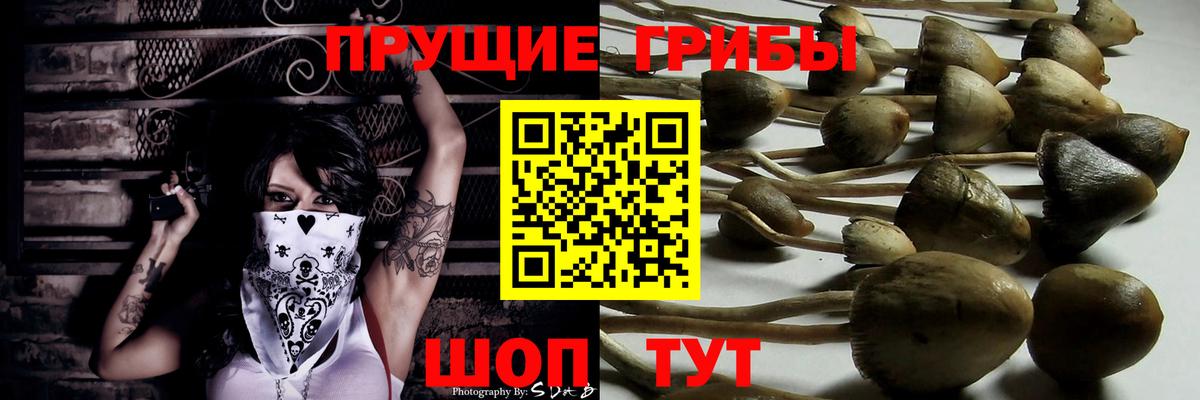 Галлюциногенные грибы Psilocybine cubensis Белгород